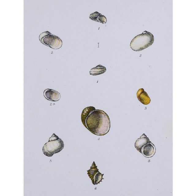 19th Century Antique Hand Colored English Shell Print by John Jeffreys 1869 For Sale - Image 4 of 6