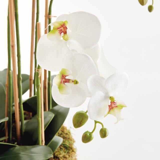 Kenneth Ludwig Chicago Phalaenopsis Orchid Bowl Drop-In 35" For Sale - Image 4 of 6