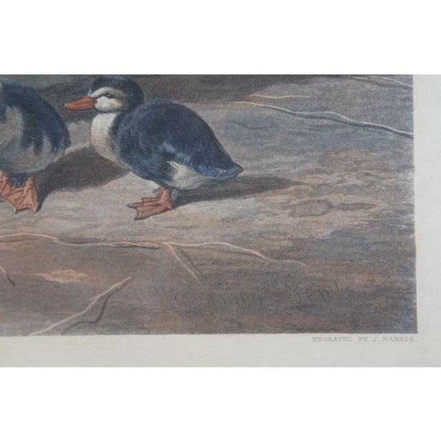 Wood 1854 Victorian Engraving Duck & Ducklings Fores Series of Mothers Jf Herring 20" For Sale - Image 7 of 12