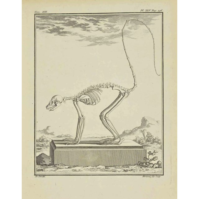 The skeleton is an etching realized by Herisset and printed in 1771. The artwork Belongs to the suite "Natural, general...
