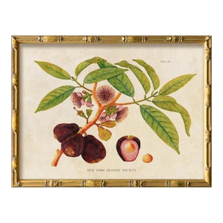Reproduction Giclee Print of Vintage Fruit & Flowers (3) Art Print, Framed For Sale