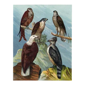 1886, Birds of Prey Print Including the Eagle, Original Antique Bird Lithograph