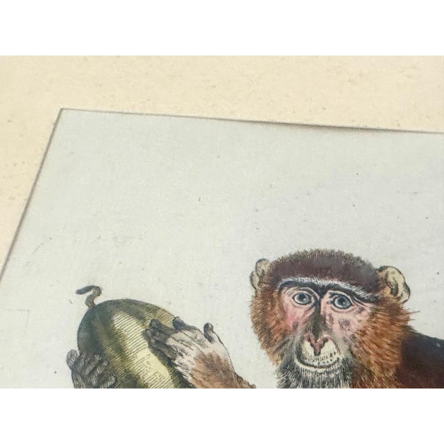 Johan Sebastian Leitner, Monkey, 1775, Copperplate Engraving For Sale - Image 4 of 13