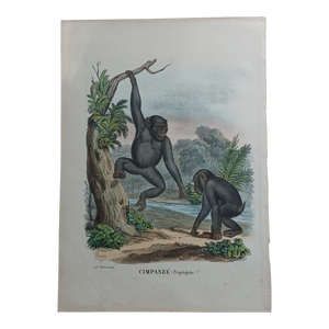 Antique Monkey Hand Colored Lithograph, Large Size, Italy, 1868