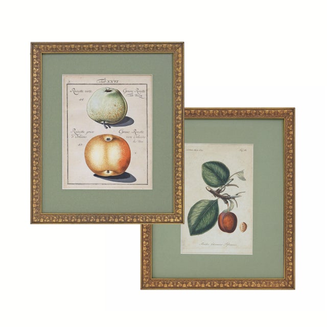 Antique Pair Fruit Botanical Engravings Apple & Plum Prints Framed Traditional Decor For Sale In Philadelphia - Image 6 of 6