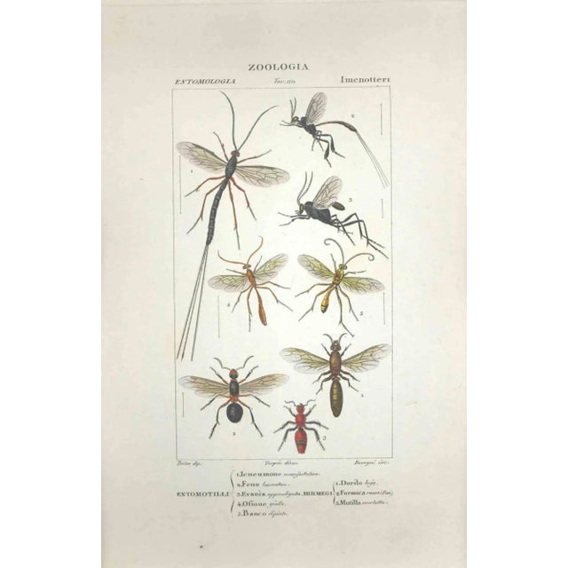 Pierre Jean François Turpin, Hymenoptera, Etching, 1831 For Sale - Image 3 of 3