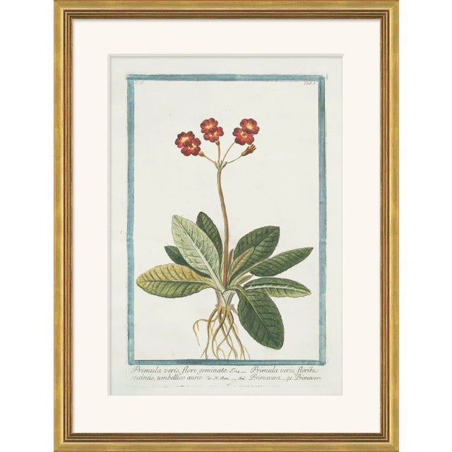 Traditional Hortus Romanus 1772-1793 XIX Framed Art Print For Sale - Image 3 of 3