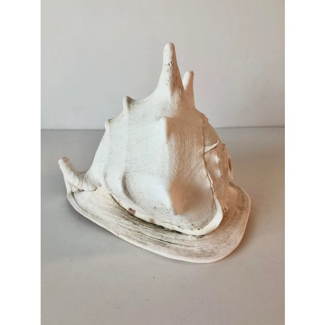 Queen Helmet Conch Shell For Sale - Image 4 of 12