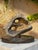 Unique infinite rock in jurassic fossil stone by nerinea. Dimensions: w 39 x d 22 x h 32 cm. Materials: natural stone...