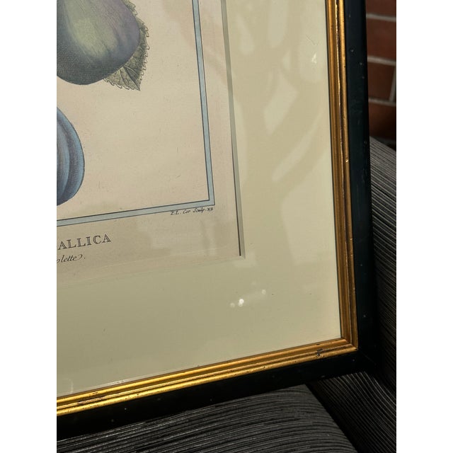 French Antique 18c Botanical Print Pomona Gallica Fig Violette by Henri-Louis Duhamel Du Monceau For Sale - Image 3 of 3