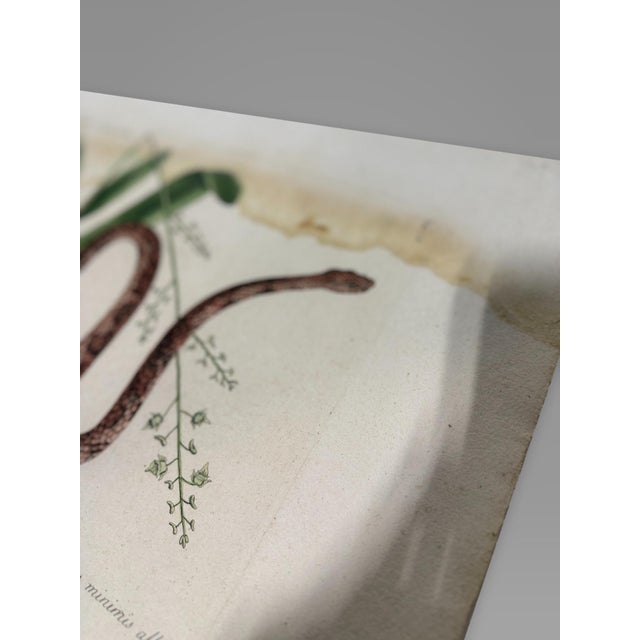 An eighteenth-century hand-colored copperplate engraving depicting The Corn Snake with Bahaman Orchid, plate LV (55), from...