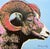After Andy Warhol, Bighorn Ram Pink-Blue, 1980s, Print For Sale - Image 6 of 6
