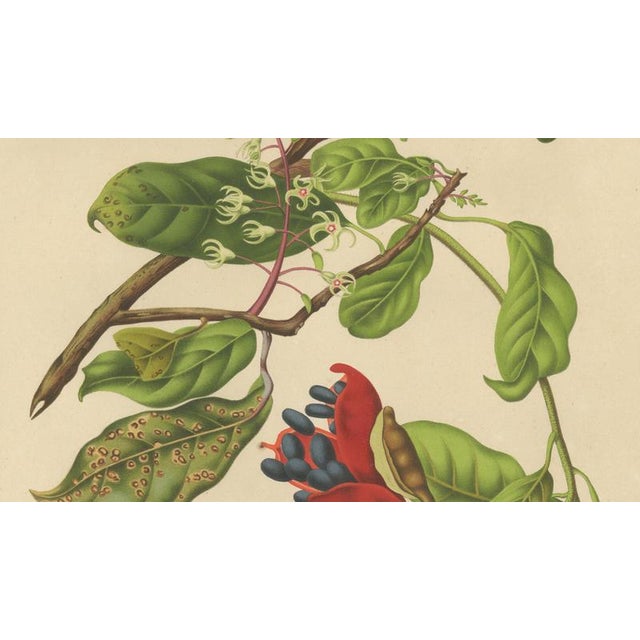 Berthe Hoola van Nooten, Chinese Sterculia, 1880, Chromolithograph For Sale - Image 5 of 9