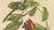 Berthe Hoola van Nooten, Chinese Sterculia, 1880, Chromolithograph For Sale - Image 5 of 9