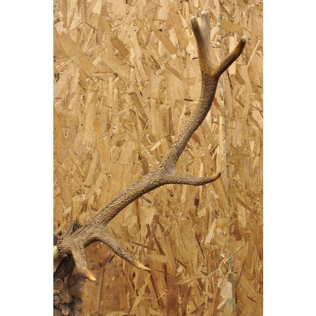 Antique Black Forest Victorian Wall Mounted Taxidermy Large Deer Skull & Antlers For Sale - Image 10 of 17