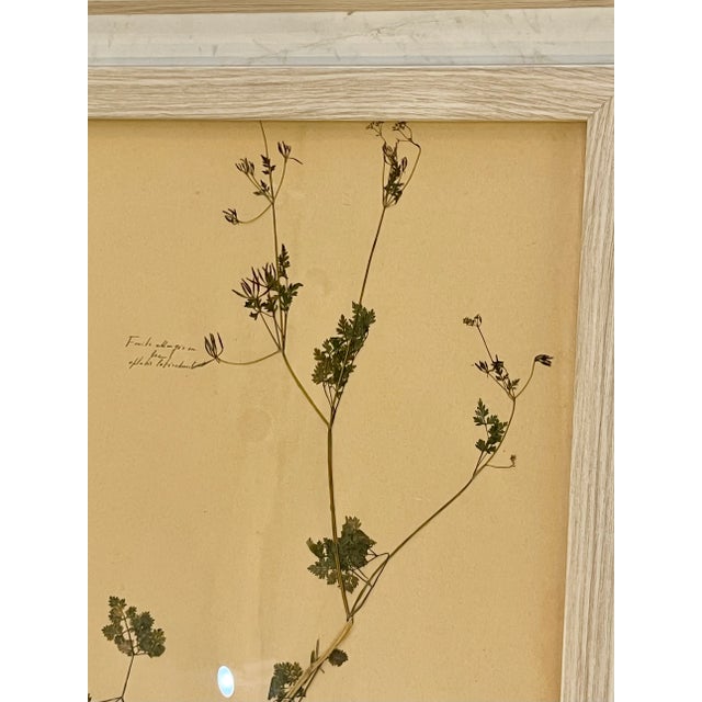 Green Vintage Set of 4 French Custom Framed Herbarium Herbiers Botanical Specimens For Sale - Image 8 of 13