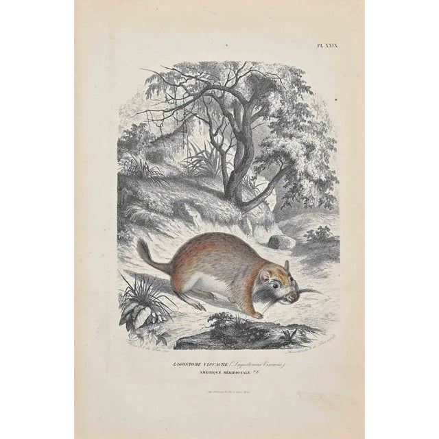 Viscacha is an original lithograph on ivory-colored paper, realized by Paul Gervais (1816-1879). The artwork is from The...