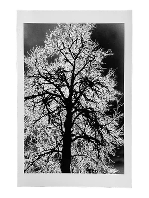 "X-Ray Tree 2" Contemporary Photograph Print by Gleb Derujinsky