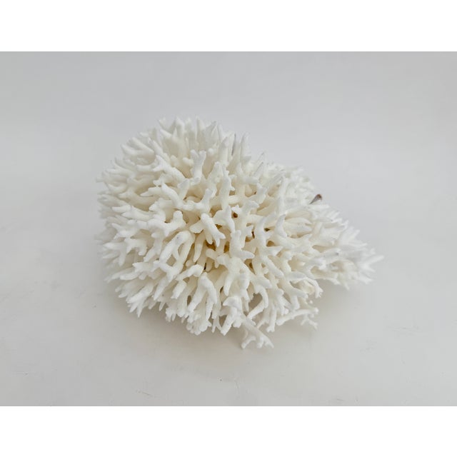 Natural Birdsnest Coral Specimen Coastal Decor For Sale In Los Angeles - Image 6 of 6