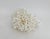 Natural Birdsnest Coral Specimen Coastal Decor For Sale In Los Angeles - Image 6 of 6