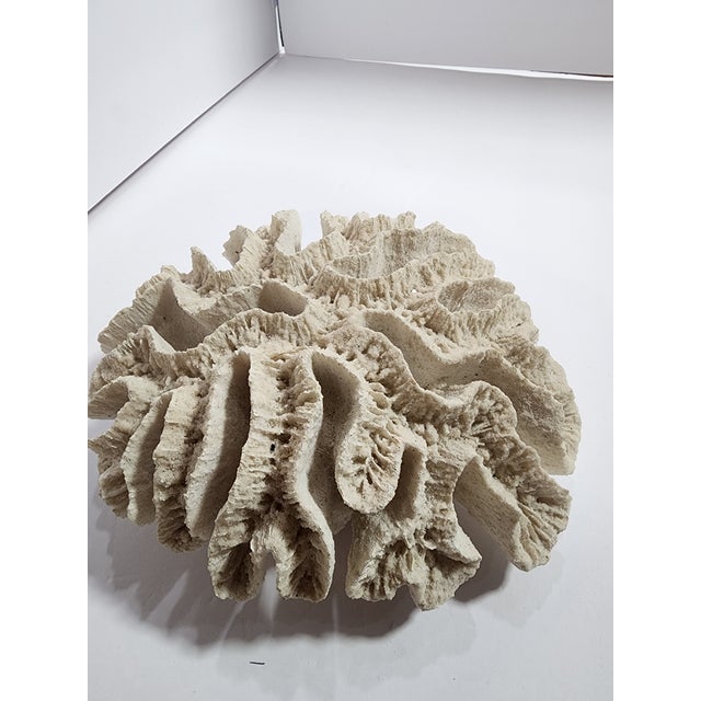 Antique Natural Brain Coral Specimen For Sale - Image 4 of 8