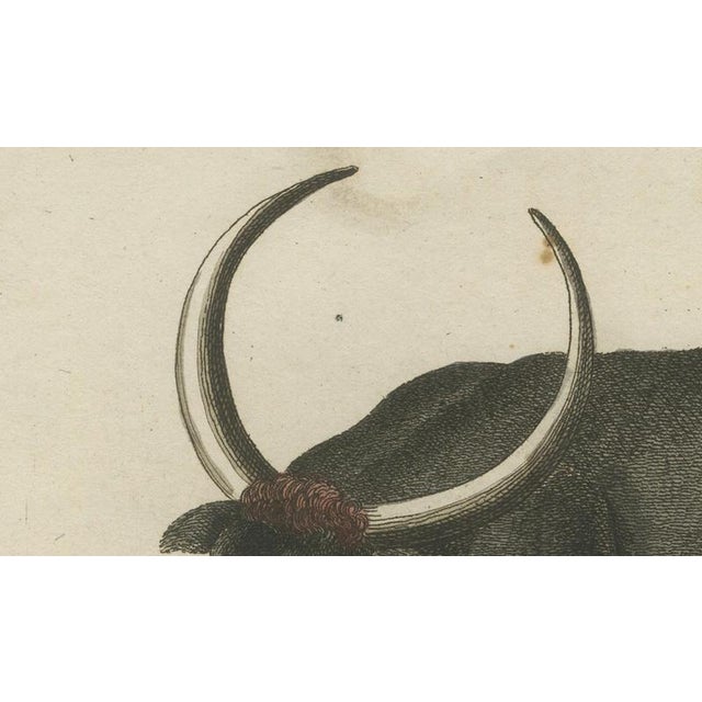 Antique Wild Buffalo and Long Horns Engraving from Bertuch, 1810 For Sale - Image 6 of 10