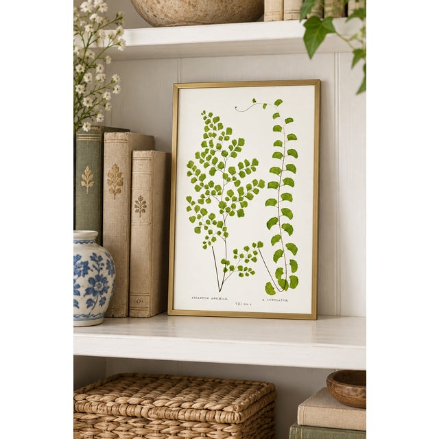Illustration Fern Art Print – Antique Maidenhair Botanical Illustration, 8" X 12" For Sale - Image 3 of 8