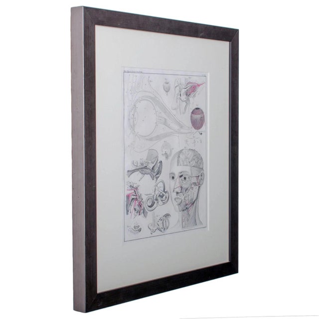 1833 Oken Anatomical Eye Engraving For Sale - Image 4 of 5