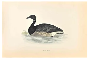 Alexander Francis Lydon, Brent Goose, Woodcut Print, 1870