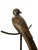 Wood 1980s Monumental Hand-Carved Wood Parrot Sculpture on Brass Stand — 58” Tall For Sale - Image 7 of 10