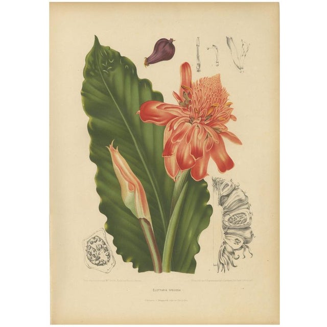 Hoola van Nooten, Torch Ginger, 1880, Chromolithograph For Sale - Image 9 of 9