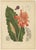 Hoola van Nooten, Torch Ginger, 1880, Chromolithograph For Sale - Image 9 of 9