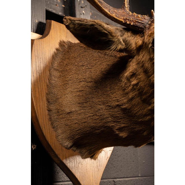 White White Tailed Deer Buck Taxidermy Shoulder Mount For Sale - Image 8 of 9