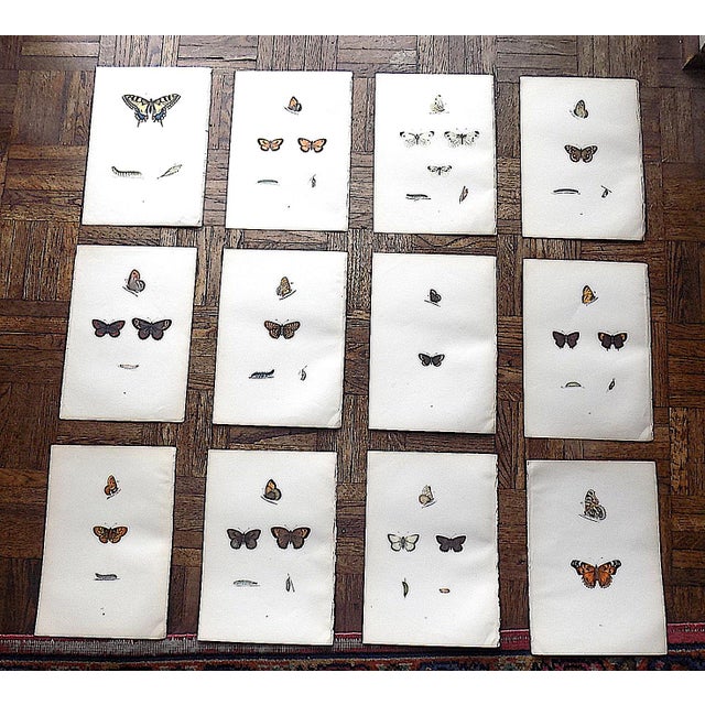 Antique 19th Century Hand Colored Butterfly Lithographs - Set of 12 For Sale - Image 12 of 12