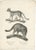 Schinz, Illustration of the African and European Wildcat, 1830s, Print For Sale - Image 5 of 5