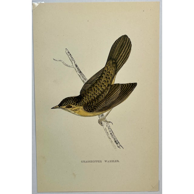 Antique Hand Tinted Bird Print From England Featuring A Brown & Tan Grasshopper Warbler - Circa 1888. Print measures 4...