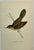 Antique Hand Tinted Bird Print From England Featuring A Brown & Tan Grasshopper Warbler - Circa 1888. Print measures 4...