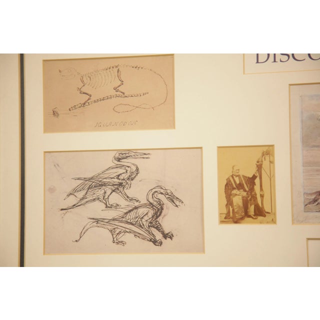 Off-white Discovering Dinosaurs Framed Replicas of Materials From the Archives of The Natural History Museum London For Sale - Image 8 of 12