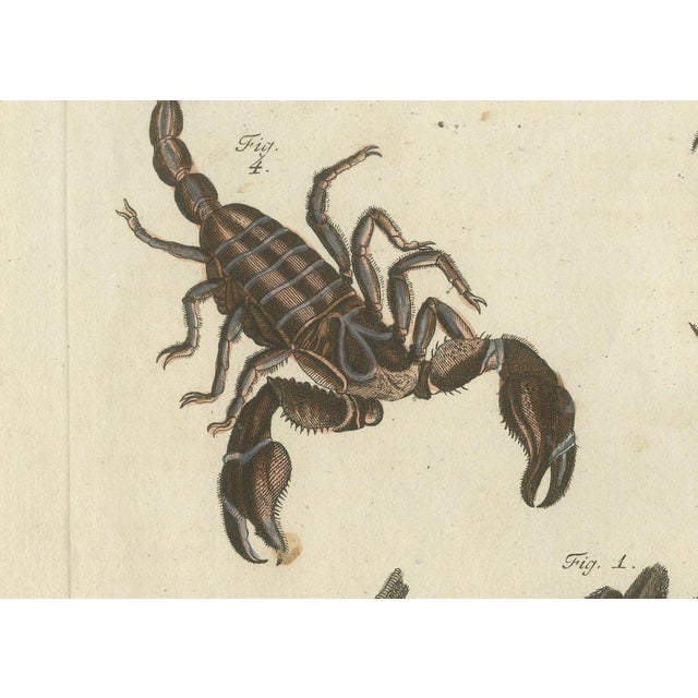Late 18th Century Bertuch, Tarantula, Spiders and Scorpions, 1790, Engraving For Sale - Image 5 of 10