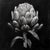 Contemporary Springtime Artichoke — Black and White Vintage Botanical Photography Print For Sale - Image 3 of 3
