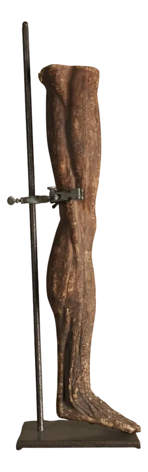 19th Century Antique Papier-Mâché Anatomical Leg by Dr. Auzoux, France