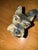 Figurative Goebel Dog Schnauzer Fox Terrier, Grey Schnauzer Dog West Germany - For Sale - Image 3 of 4