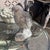 These Concrete quails are perfect for decorating your garden! Made in America in the 20th century, they are a beautiful...