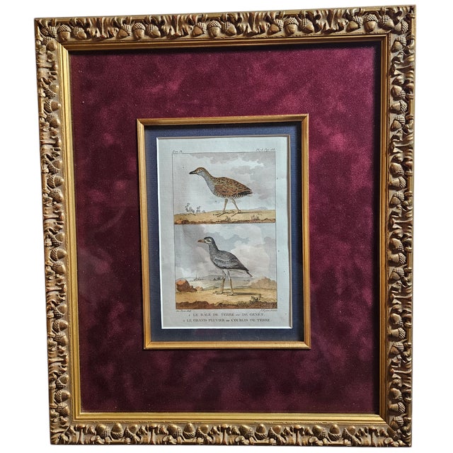Wood Late 19th Century Antique French Bird Prints For Sale - Image 7 of 11