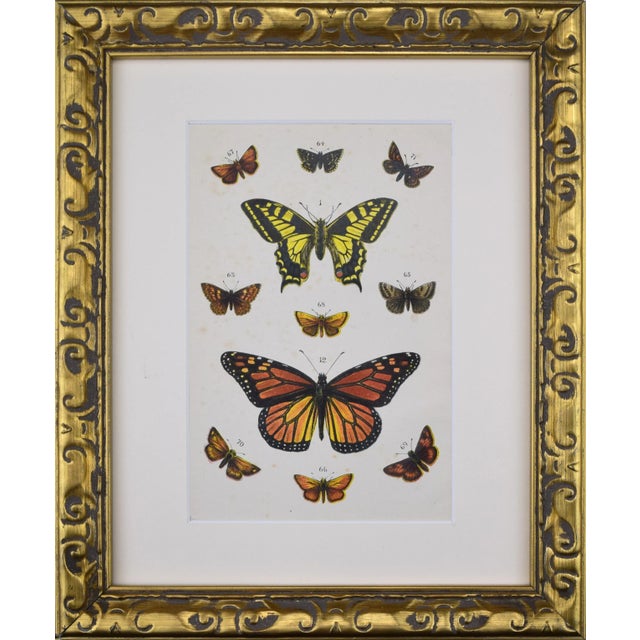1900 - 1909 Antique English Butterfly Print C.1900 London For Sale - Image 5 of 5