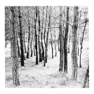 1970 Black and White Forest Landscape Photograph by Garo For Sale