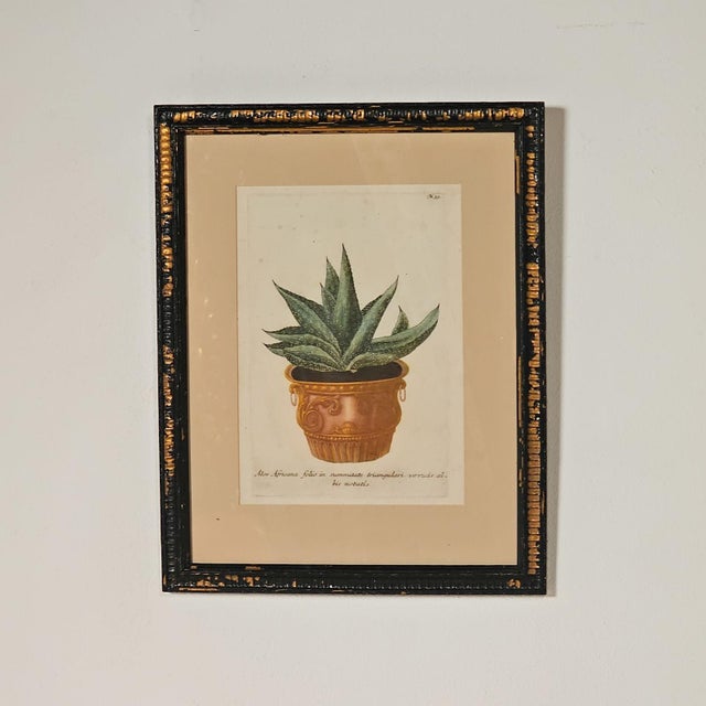 Realism Set of Four Botanicals, 19th Century or Earlier For Sale - Image 3 of 18