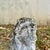 Garden Stone Lions, Set of 2 For Sale - Image 5 of 6