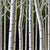 Revelry by Thane Gorek | Oil on canvas Depiction of white birch trees in a colorful forest. For Sale