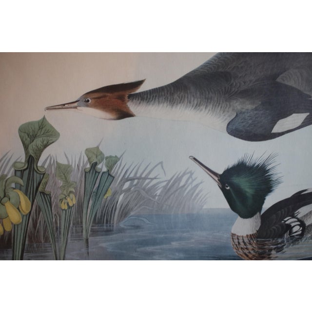 Green Vintage Lithograph of the 19th C. Audubon AquaTint Engraving "Red Breasted Merganser," in Dark Wood Frame For Sale - Image 8 of 17
